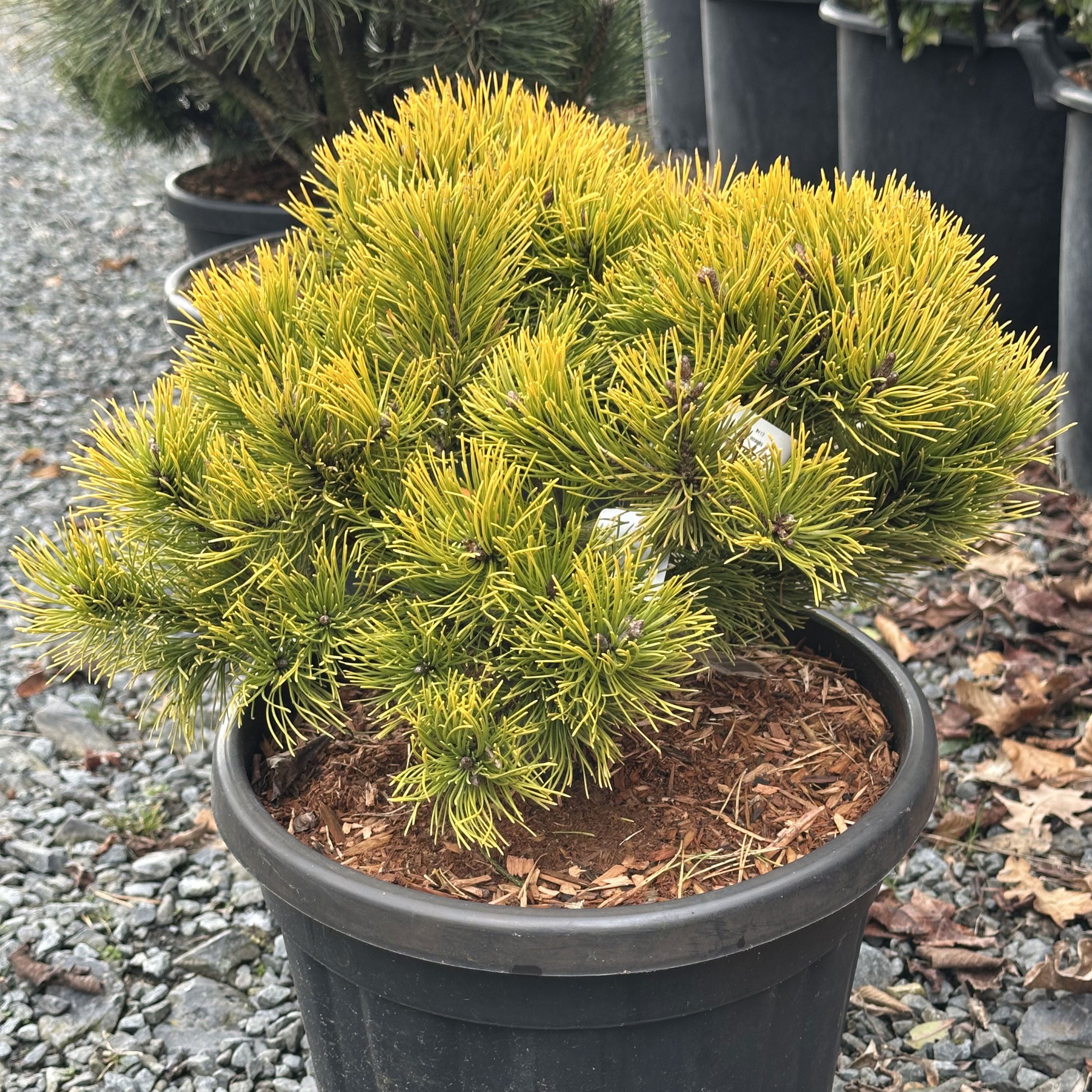 Pinus mugo Wintergold