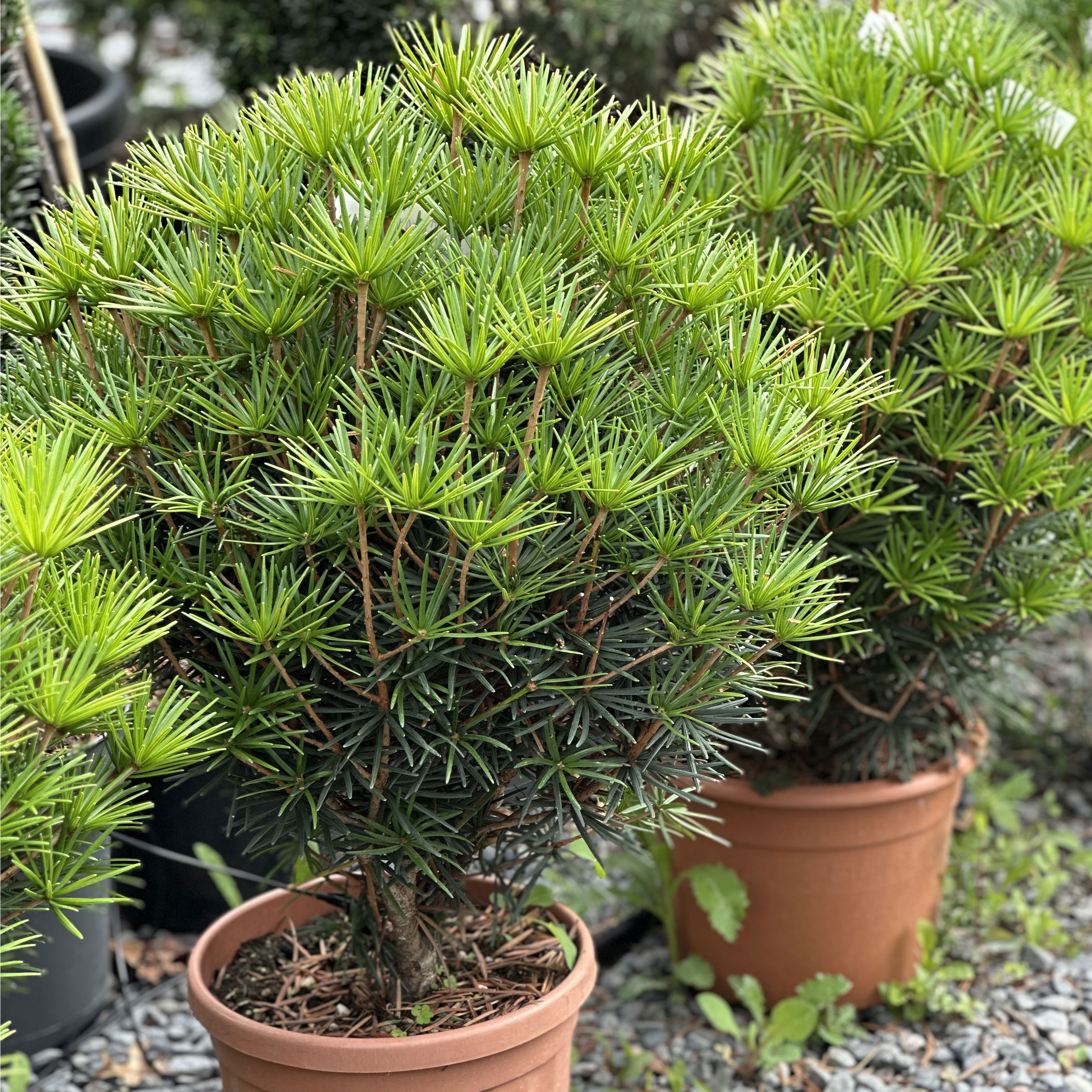 Sciadopitys verticillata Globosa nana