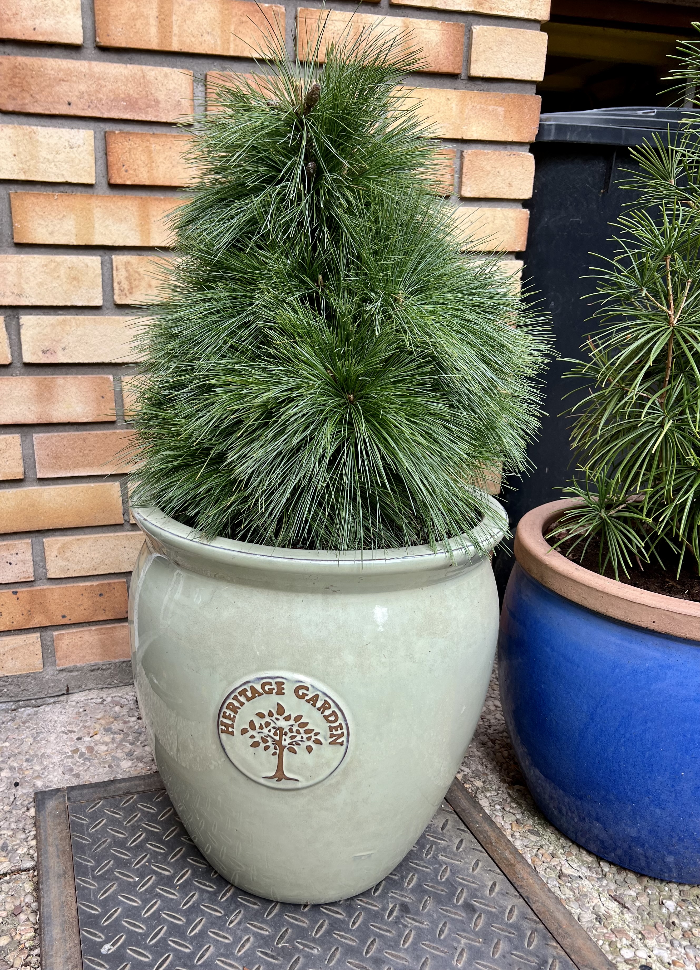 Pinus schwerinii Wiethorst