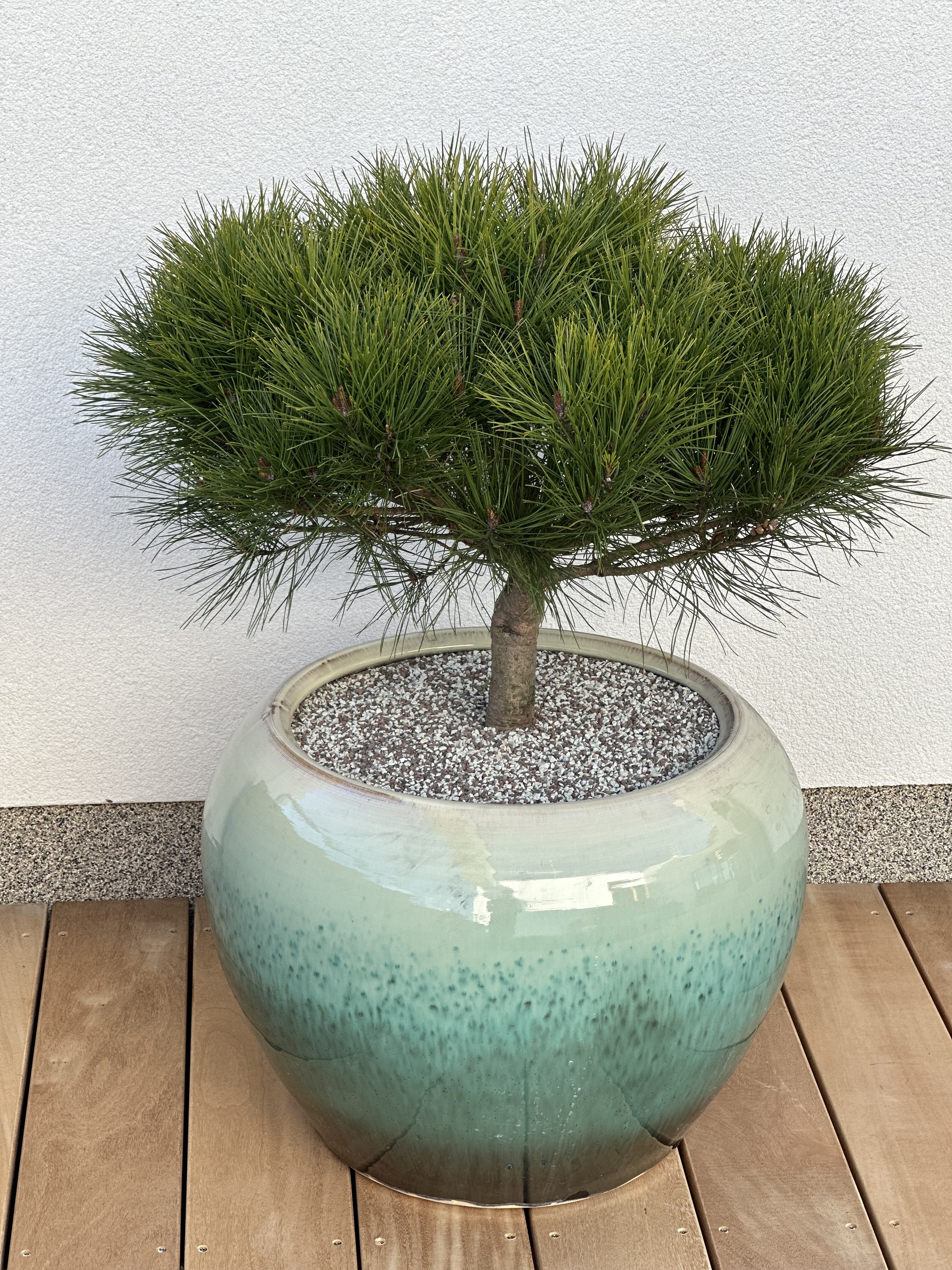 Pinus-densiflora-Alice-Verkade
