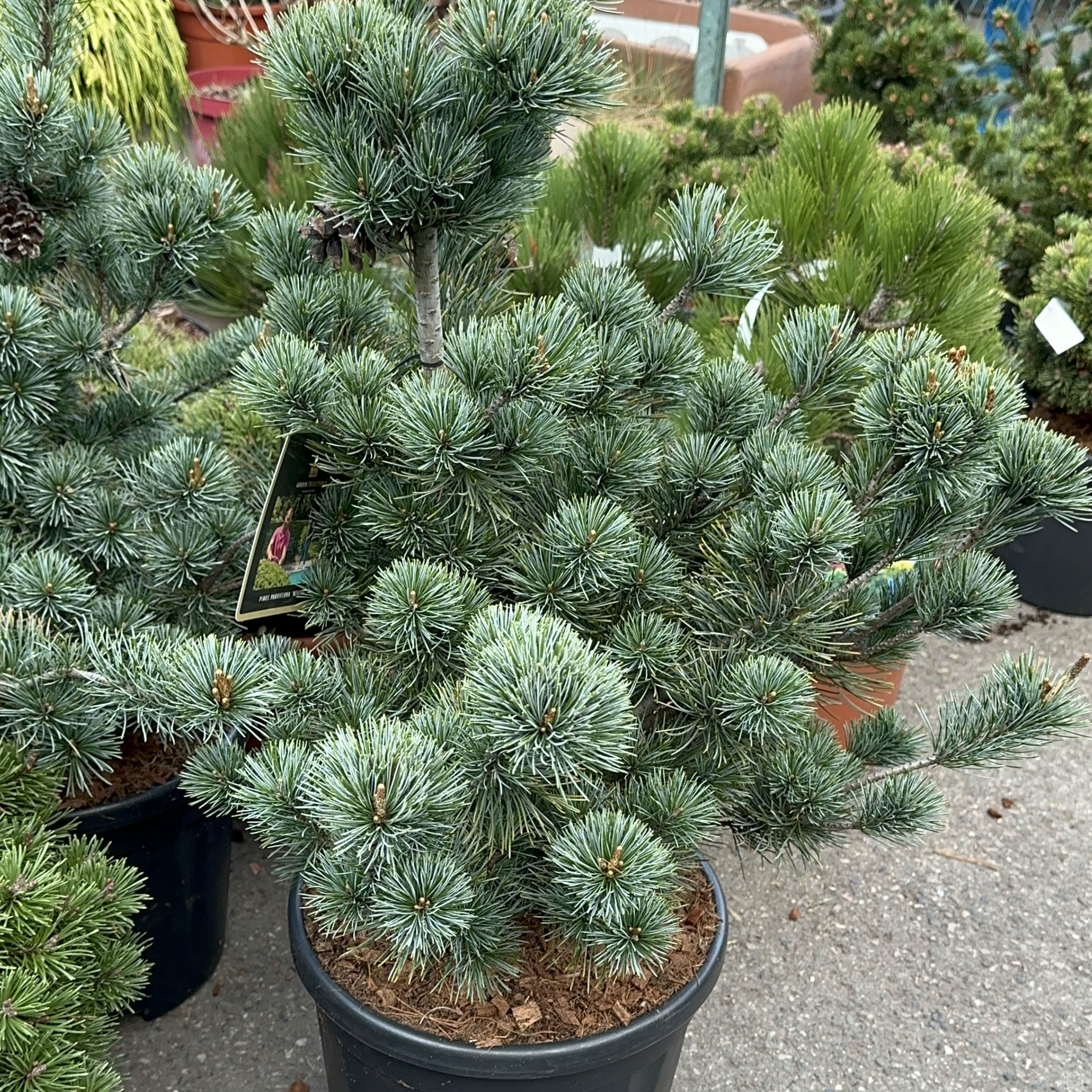 Pinus-parviflora-Negishi