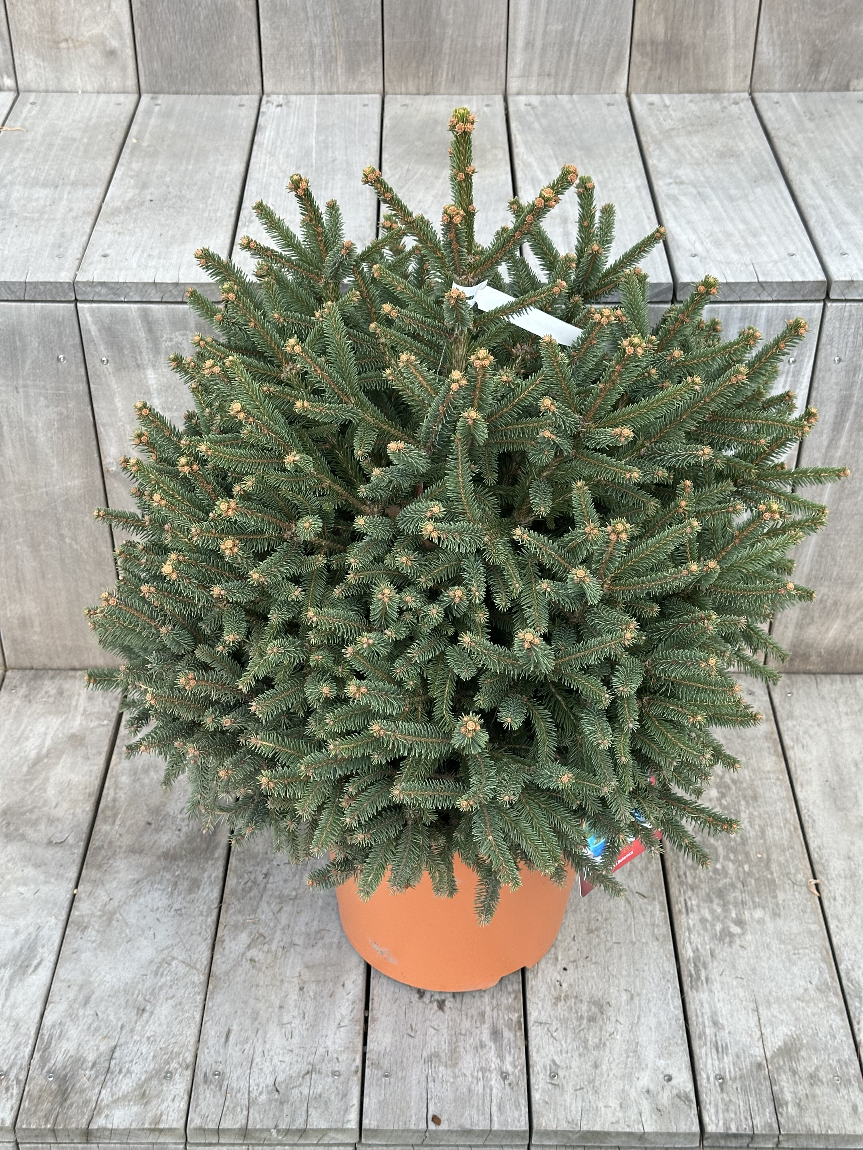Picea abies „Compacta“ – Smrk ztepilý „Compacta“ - Rterra