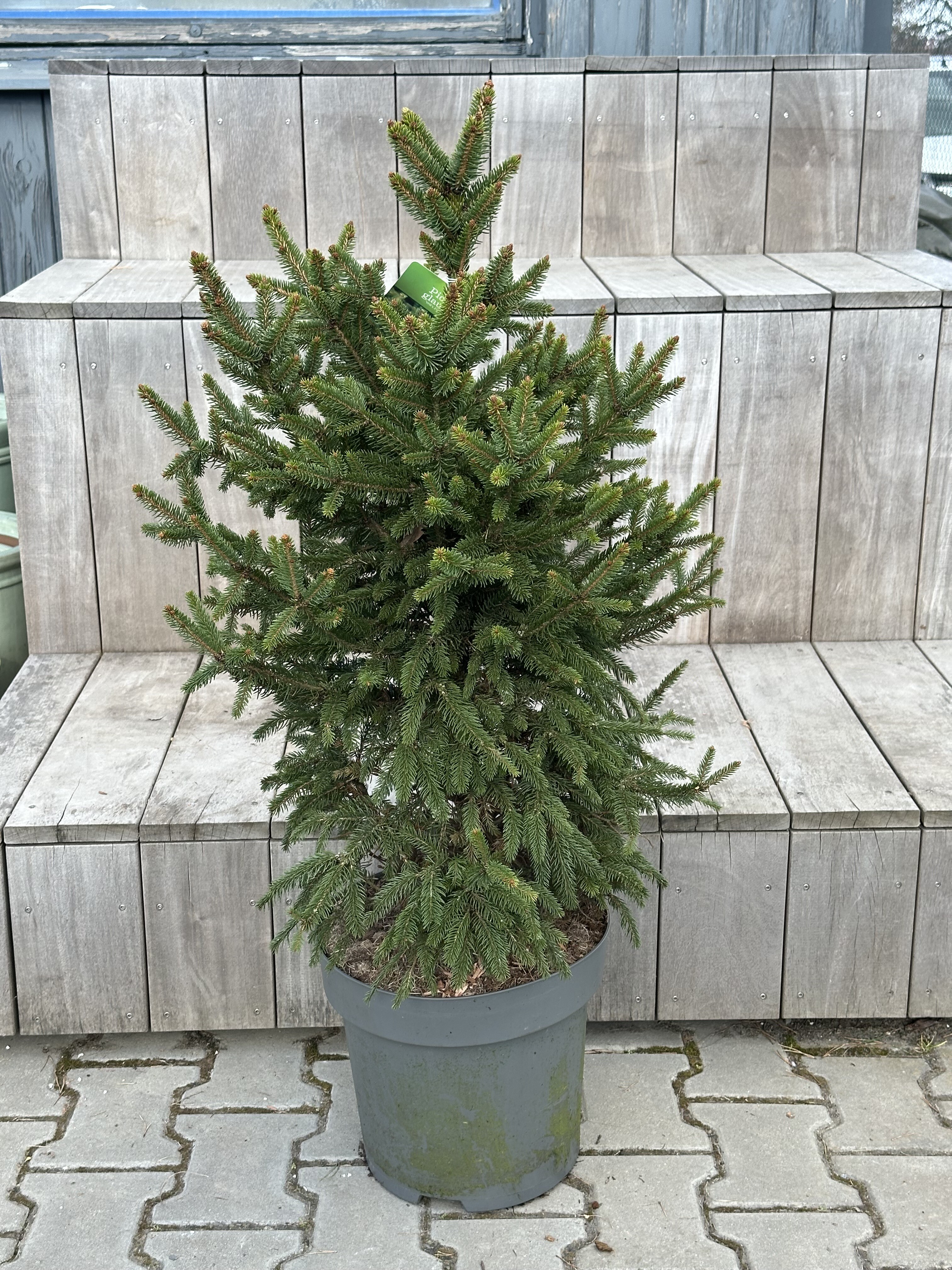 Picea abies „Will’s&nbsp;Zwerg“ – Smrk ztepilý „Will’s&nbsp;Zwerg“ - Rterra