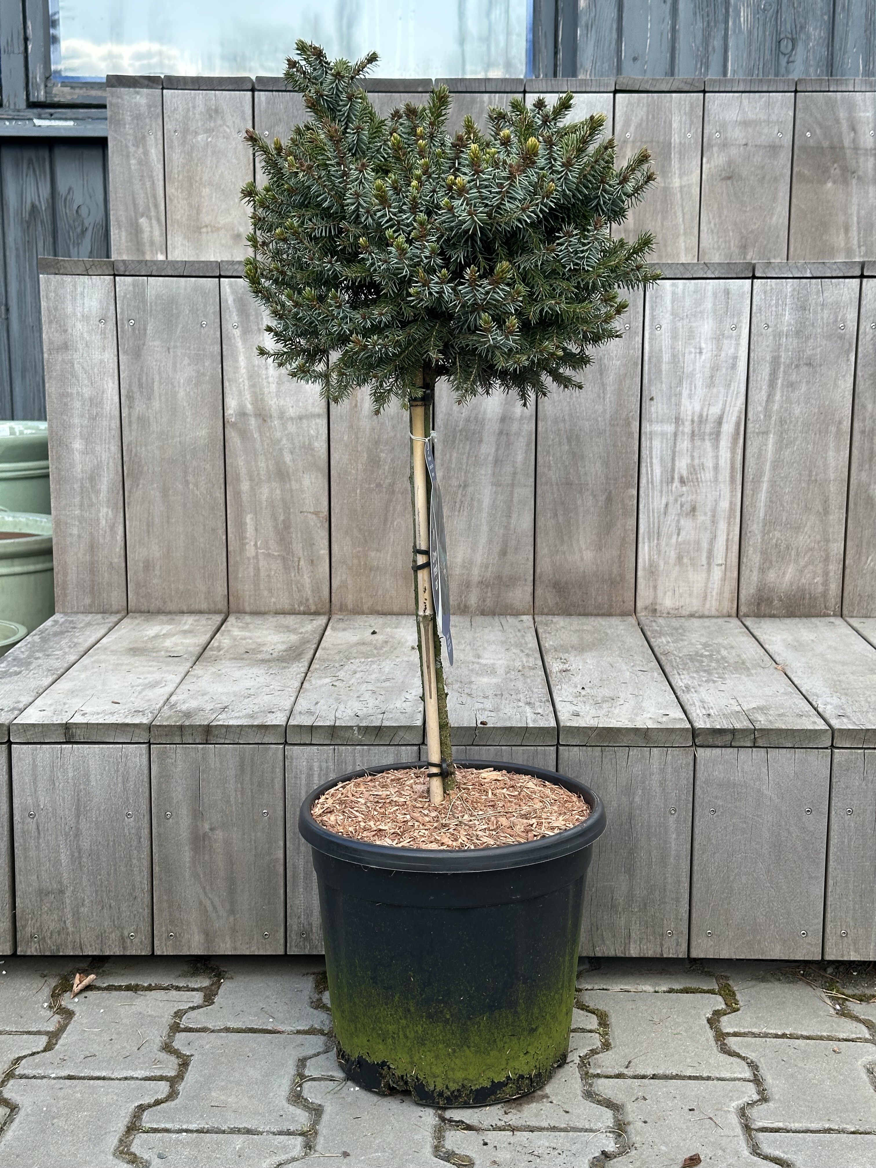 Picea omorika „Nana“ – Smrk omorika „Nana“ - Rterra