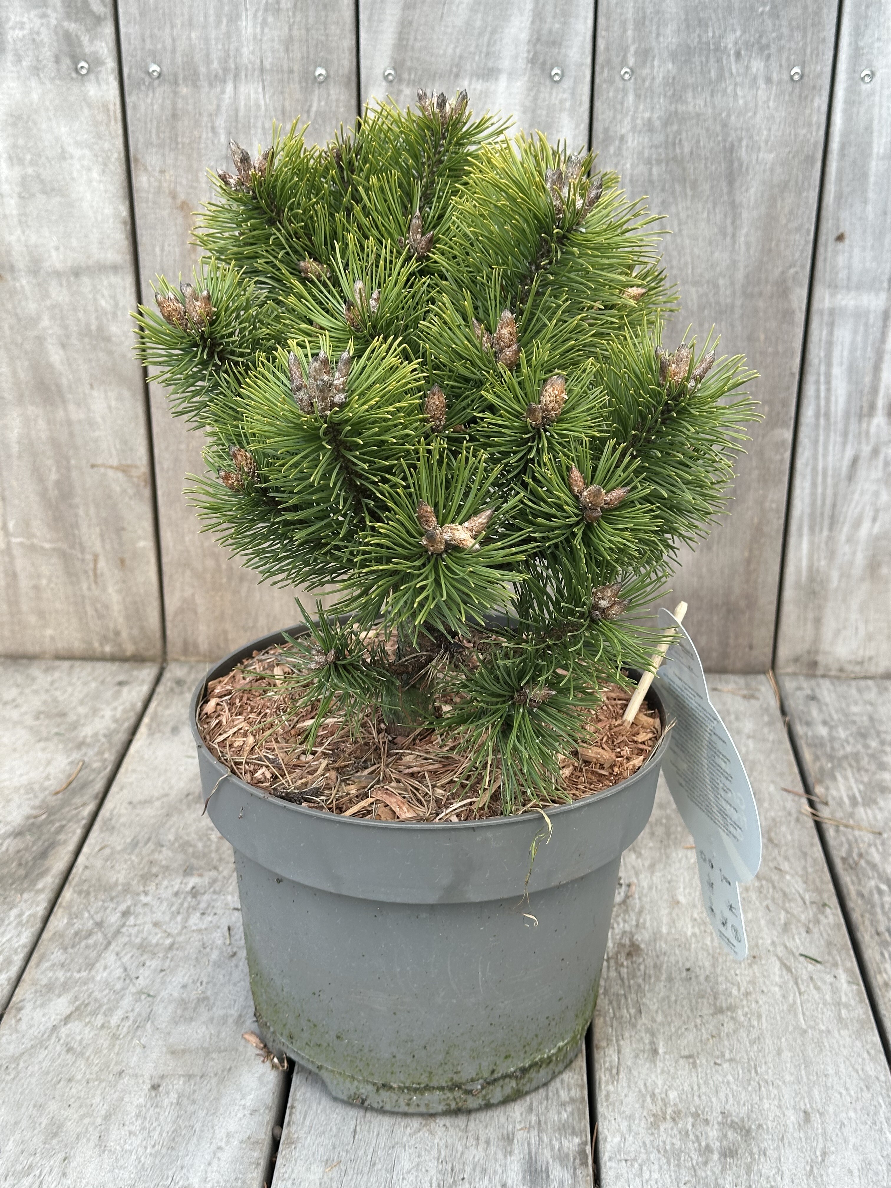 Pinus mugo „Mumpitz“ – Borovice kleč „Mumpitz“ - Rterra