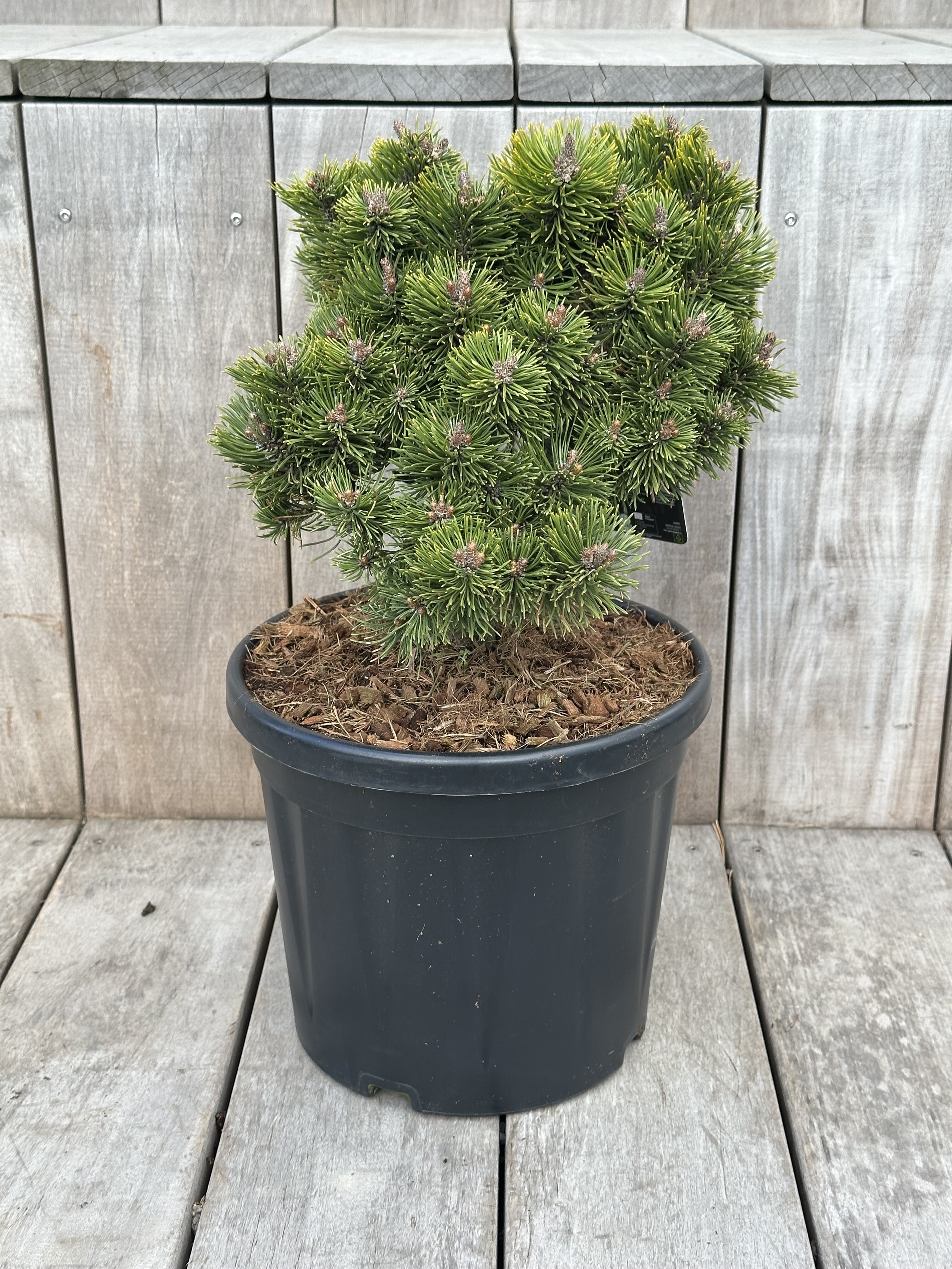 Pinus mugo „Picobello“ – Borovice kleč „Picobello“ - Rterra