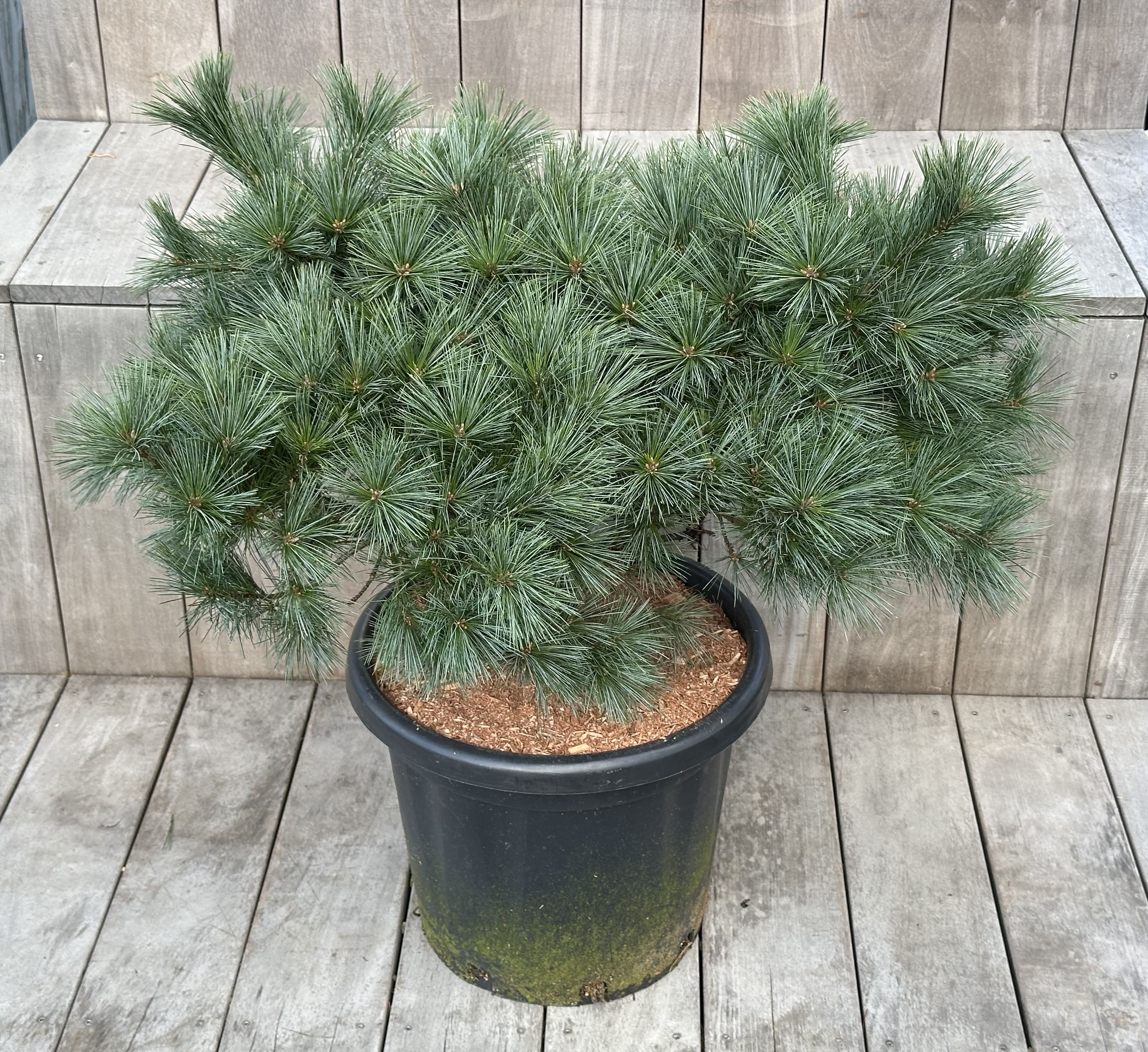 Pinus strobus „Bergmann’s&nbsp;mini“ – zakrslá Borovice vejmutovka „Bergmann’s&nbsp;mini“ - Rterra