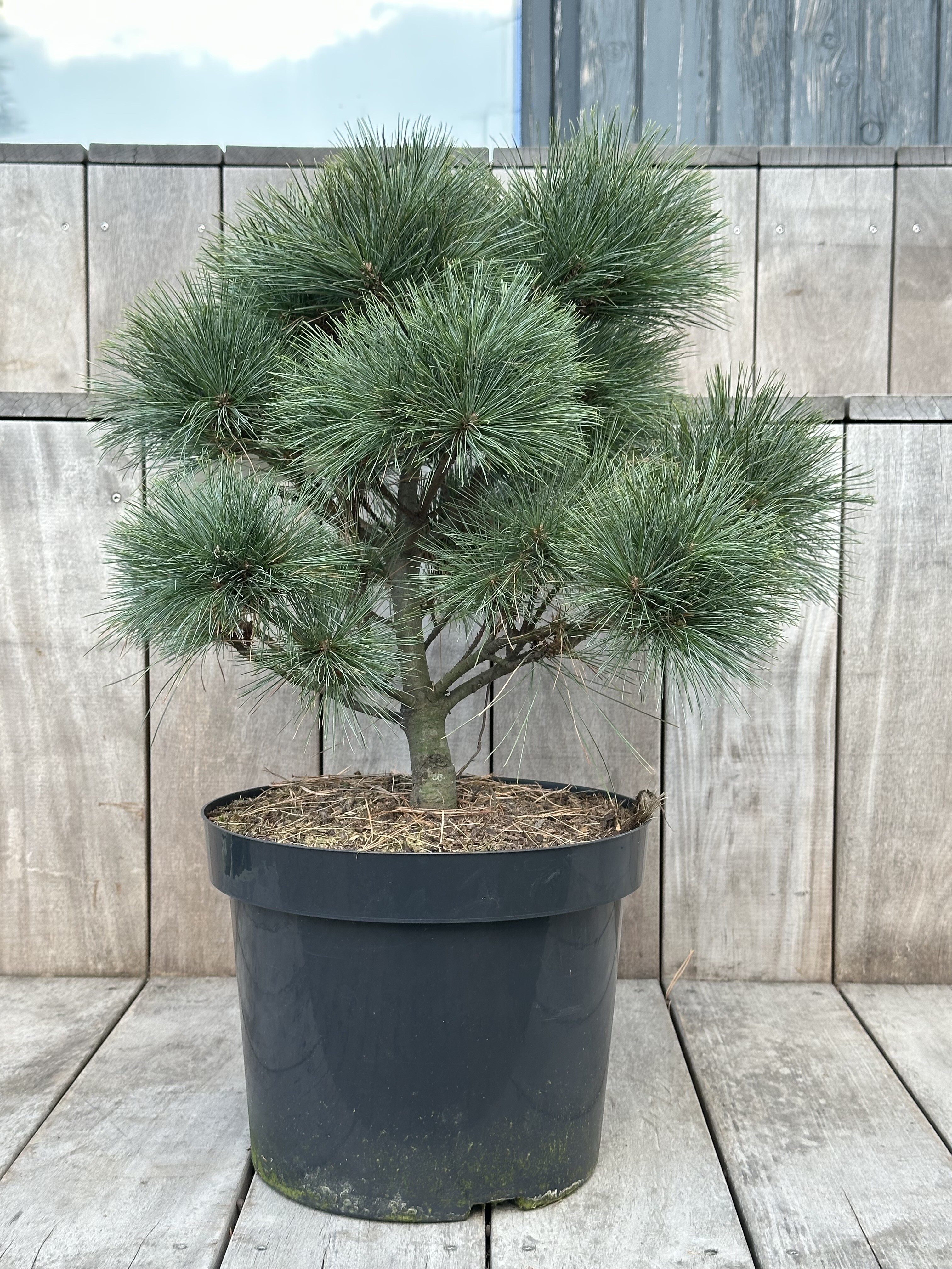 Pinus strobus „Radiata“ – zakrslá Borovice vejmutovka „Radiata“ - Rterra
