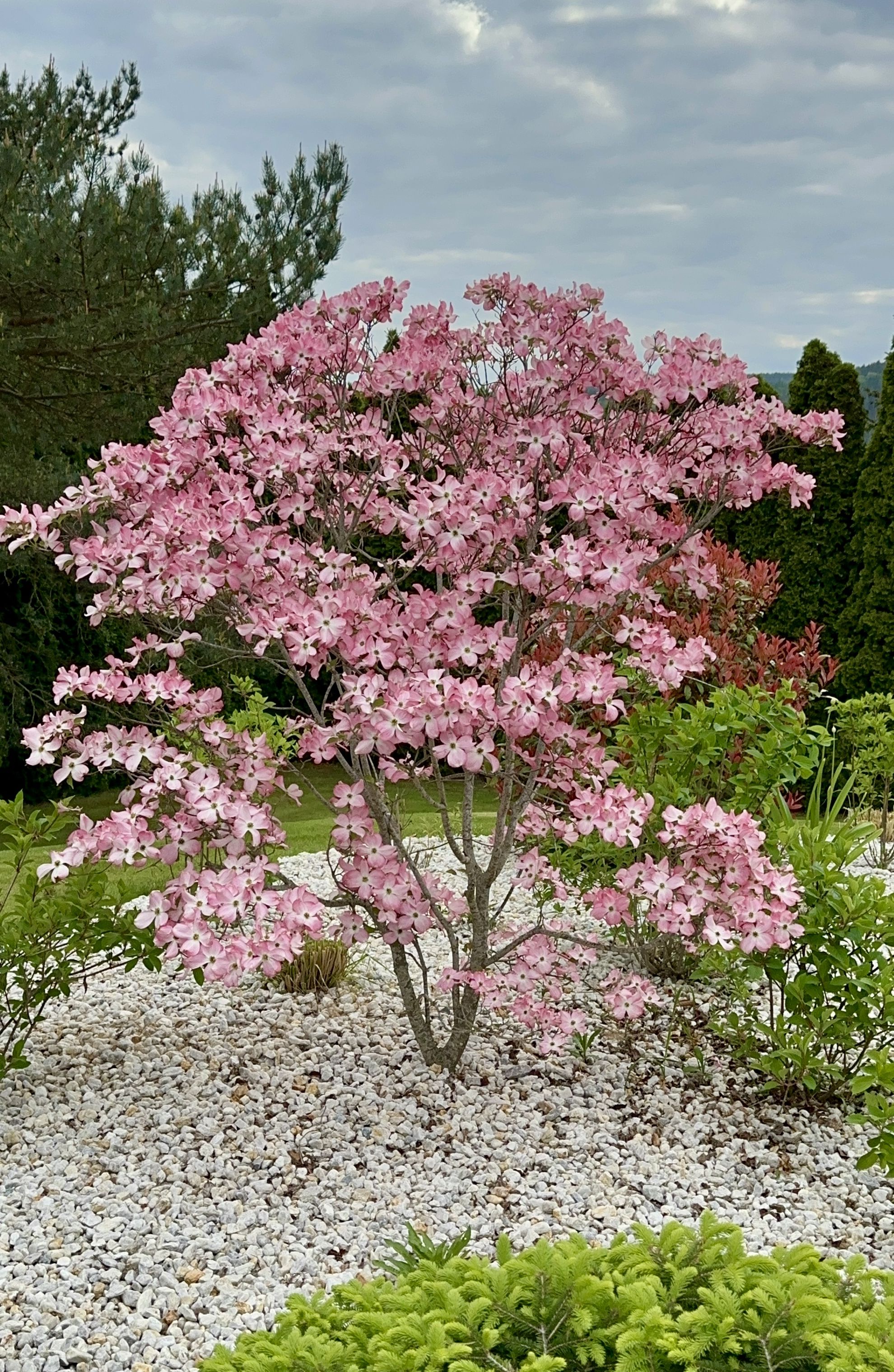 Cornus florida „Rubra“ – Dřín květnatý „Rubra“ - Rterra