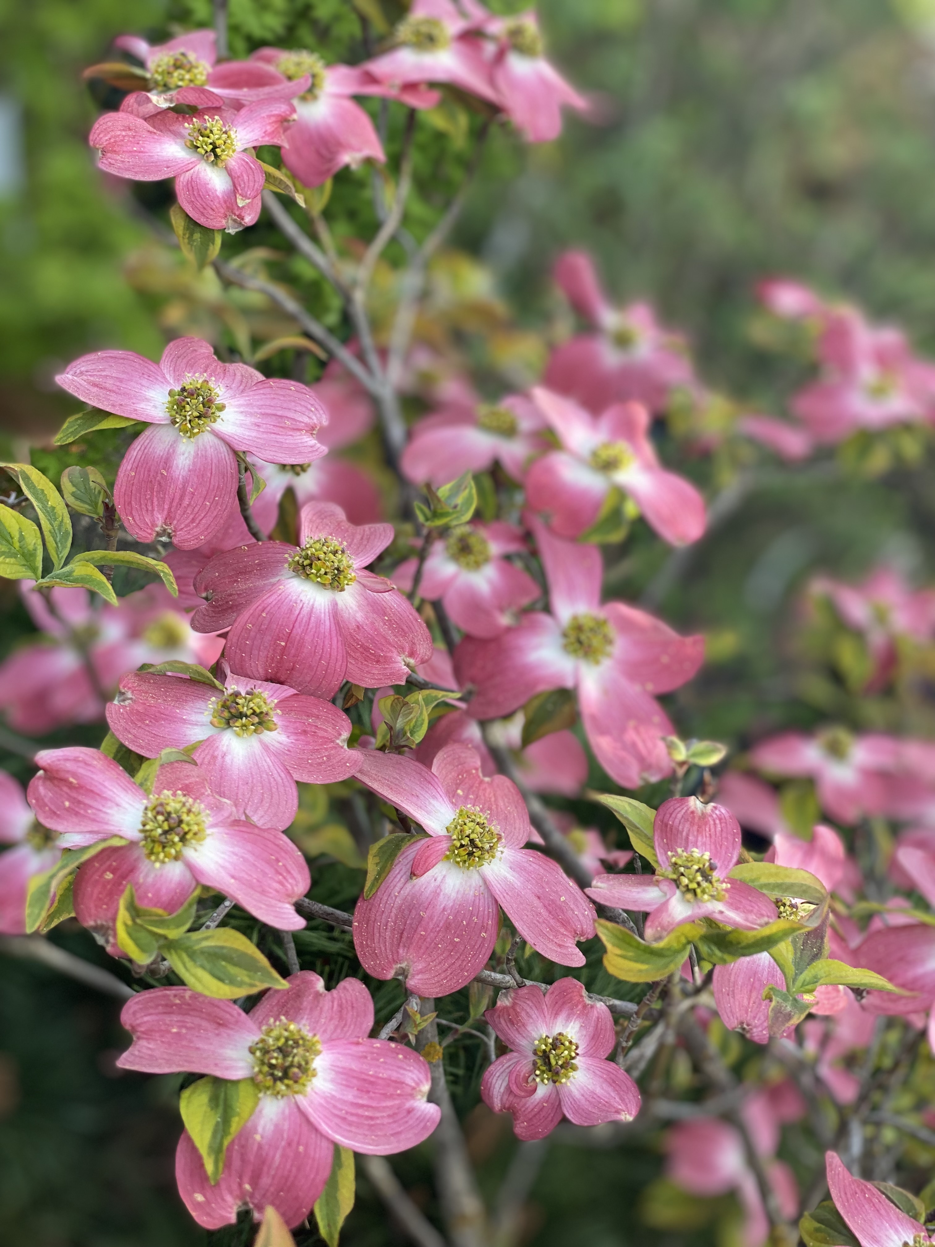 Cornus florida „Cherokee Chief“ – Dřín květnatý „Cherokee Chief“ - Rterra