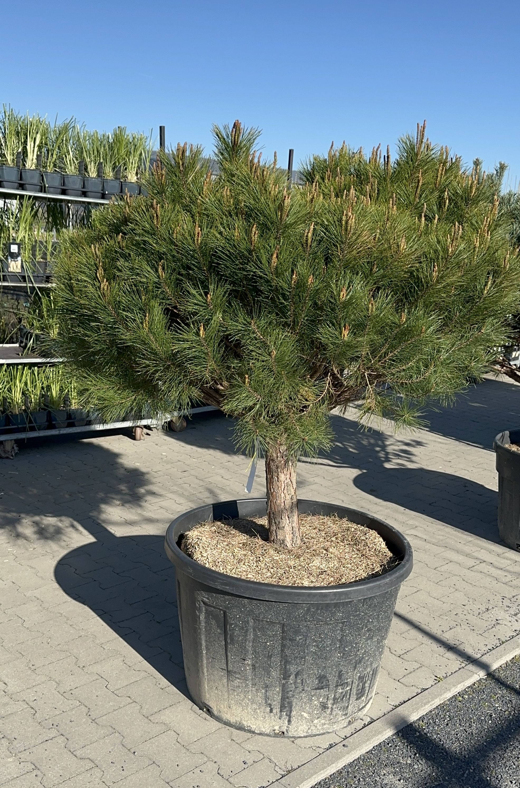 Pinus densiflora Alice Verkade – Borovice hustokvětá - Rterra