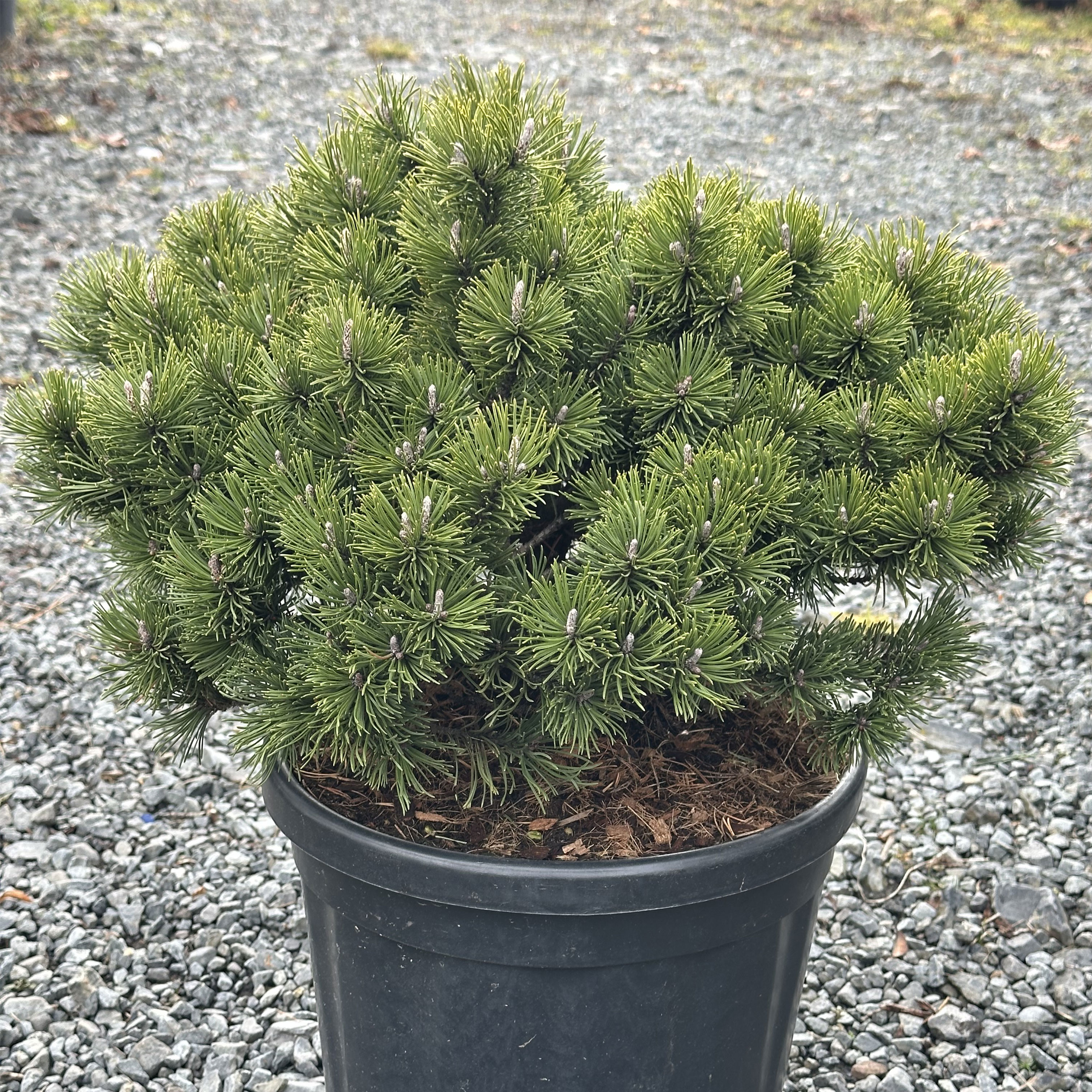 Pinus mugo Pumuckel